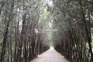 华夏陵园植物景观